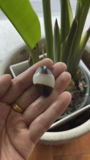 和田玉黑皮籽料天地皮鸽子蛋
