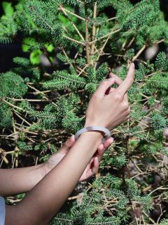 青海和田玉青花叮当镯成收藏新宠